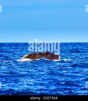 Coda di balene megattere sopra le onde della superficie dell'oceano Pacifico - avvistamento balene in Australia. Foto Stock