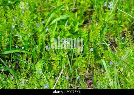 Piccoli fiori selvatici blu prosperano tra lussureggianti prati verdi in un prato soleggiato. La luce soffusa del sole illumina i delicati petali, creando un ambiente sereno e tranquillo Foto Stock