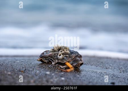 Una conchiglia con un granchio all'interno si trova sulla spiaggia. Il guscio è aperto e il granchio è visibile all'interno. La scena è tranquilla e serena, con il suono Foto Stock