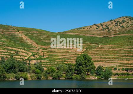 Vigneti lungo il fiume Douro, Portogallo. Foto Stock