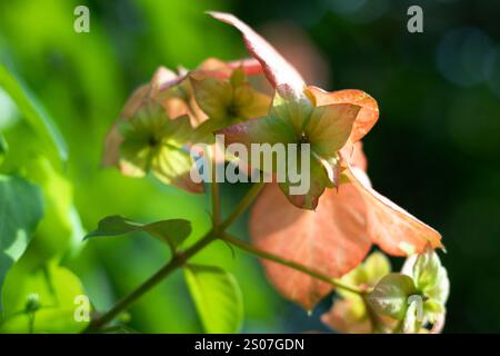 Un gruppo di fiori rosa chiaro. Fiori a forma di stella disposti in piccoli gruppi. Lampada di Buddha. La Mussaenda philippica è un piccolo albero o arbusto endemico Foto Stock