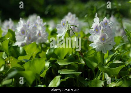 Si chiama kochuripana. L'acqua-Giacinto è una pianta galleggiante con ammassi di foglie con steli spugnosi derivanti dalla base della piuma viola scuro Foto Stock