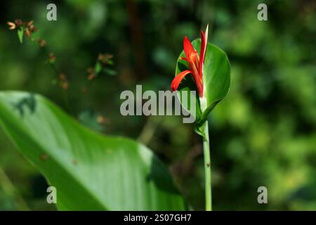 Si chiama giglio di calla rossa. La cura del giglio canna inizia facendo in modo che le nuove piante ricevano molta luce. Dovrebbe ricevere almeno 6-8 ore di d Foto Stock