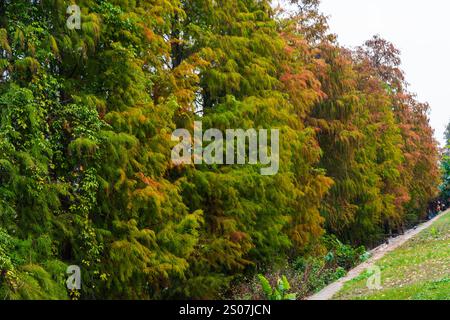 alberi con foglie colorate Foto Stock