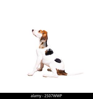 Un cane beagle è seduto comodamente e guarda curiosamente in alto su un semplice sfondo bianco che ne esalta le caratteristiche Foto Stock