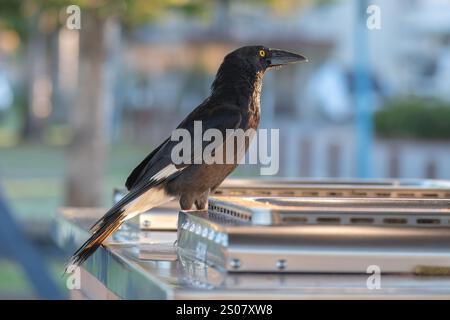 Pied Currawong è un bellissimo grande uccello nero con macchie bianche sotto la coda e occhi gialli paludosi. Vista a Ohmas Bay sulla Barrington Coast a Forst Foto Stock