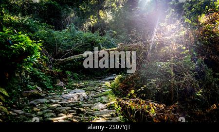 Una tranquilla foresta caratterizzata da un sentiero roccioso fiancheggiato da vegetazione lussureggiante. Un albero caduto aggiunge un elemento naturale, mentre la luce solare filtra tra tra gli alberi, Foto Stock