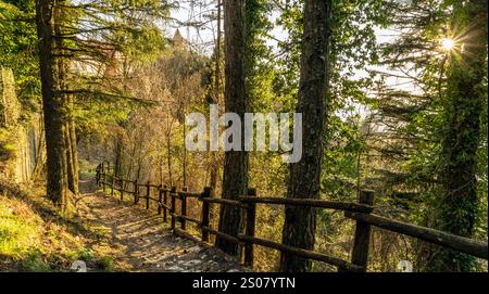Un tranquillo sentiero boschivo fiancheggiato da recinzioni in legno, circondato da alti alberi e vegetazione lussureggiante. La luce del sole filtra attraverso le foglie, creando un caldo ed io Foto Stock