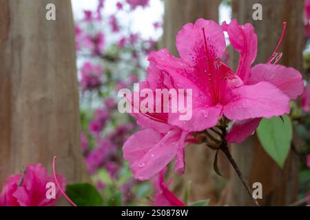 Il primo piano dei fiori di Azalea rosa brillante con uno sfondo di legno ad albero. Foto scattata a New Orleans, Louisiana Foto Stock