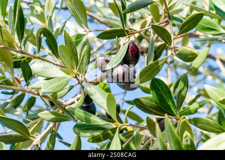 Frutta di oliva con rami di ulivo. Le olive maturano sull'albero. Spagna. Foto Stock