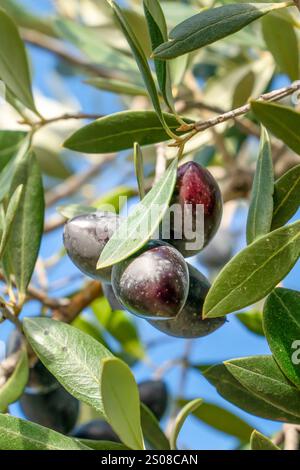 Vista verticale dei frutti di oliva con rami di ulivo. Le olive maturano sull'albero. Spagna. Foto Stock