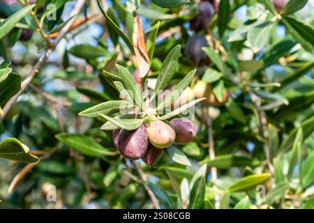 Frutta di oliva con rami di ulivo. Le olive maturano sull'albero. Spagna. Foto Stock