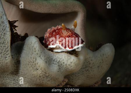 Nudibranca Goniobranchus reticulatus. La foto è stata scattata nell'isola di Romblon, Filippine Foto Stock