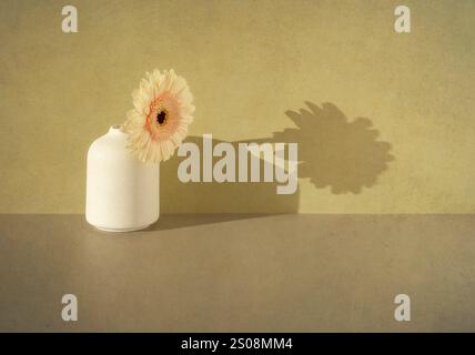 Gerbera in vaso con ombre sul muro Foto Stock