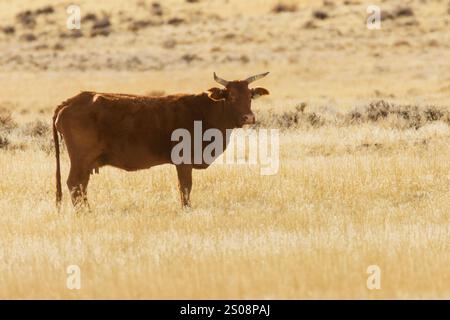 Una sola mucca bruna con corna in piedi da sola nell'alto deserto del Nevada settentrionale appena fuori dalla riserva del lago Pyramid Foto Stock