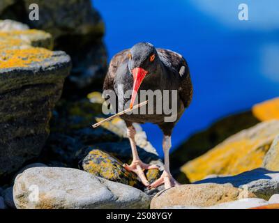 oystercatcher nero che trasporta un gambo d'erba in lungo becco arancione che cammina su rocce ricoperte di licheni arancioni occhi gialli e anelli occhi rossi prominenti Foto Stock