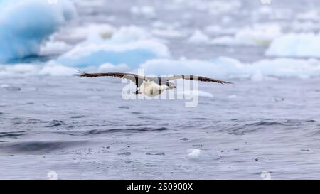 cormorano imperiale che scivola appena sopra la superficie dell'oceano australe antartico e ghiacci galleggianti e coltivatori Foto Stock