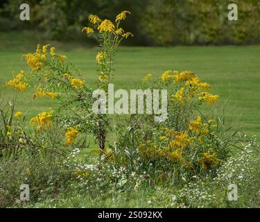 Bellissimi spruzzi di canna d'oro giallo dorato, Solidago spp, in un parco del Tennessee. I fiori autunnali fioriscono insieme a Frost Aster a ottobre. Foto Stock