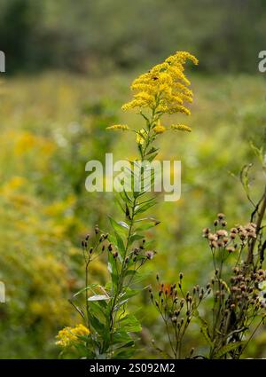 Un'asta d'oro gialla alta, Solidago spp, in un prato del Tennessee. Concentrati su un fusto di fiori e foglie con molti fiori sfocati sullo sfondo. Foto Stock