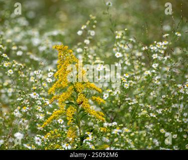 Un primo piano della testa di fiori di canna d'oro gialla, Solidago spp, in un prato del Tennessee. Concentrati su un gruppo di fiori circondato da delicati cervi bianchi Foto Stock