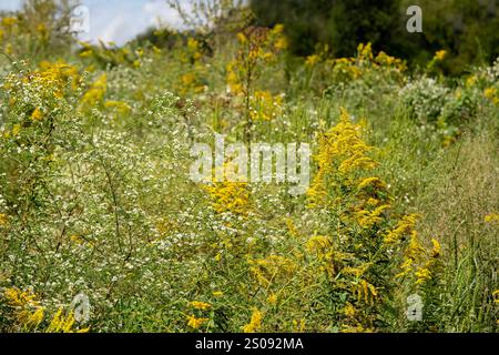 Verga d'oro gialla e verdura bianca riempiono un prato autunnale nel Tennessee. Concentrati sul primo piano con fiori sfocati sullo sfondo. Foto Stock