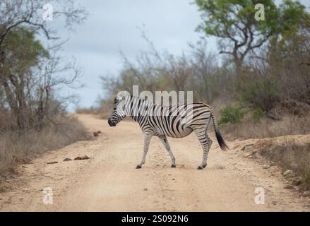 Zebra che attraversa la strada sterrata, Parco Nazionale, Sud Africa. Vista laterale Plains zebra o Equus quagga Burchell. Foto Stock