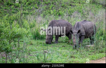 Rinoceronti che pascolano nel Parco Nazionale di Hluhluwe, Sudafrica. Due rinoceronti bianchi in ambiente naturale Foto Stock