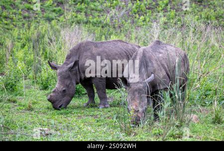Rinoceronti che pascolano nel Parco Nazionale di Hluhluwe, Sudafrica. Due rinoceronti bianchi in ambiente naturale Foto Stock