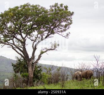 Rinoceronti che pascolano nel Parco Nazionale di Hluhluwe, Sudafrica. Due rinoceronti bianchi in ambiente naturale Foto Stock