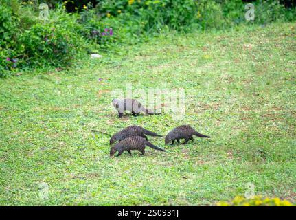 Mangole banchiate sull'erba. Gruppo di animali africani che si forgiano in un parco in Sud Africa Foto Stock