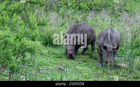 Rinoceronti che pascolano nel Parco Nazionale di Hluhluwe, Sudafrica. Due rinoceronti bianchi in ambiente naturale Foto Stock