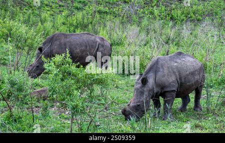 Rinoceronti che pascolano nel Parco Nazionale di Hluhluwe, Sudafrica. Due rinoceronti bianchi in ambiente naturale Foto Stock