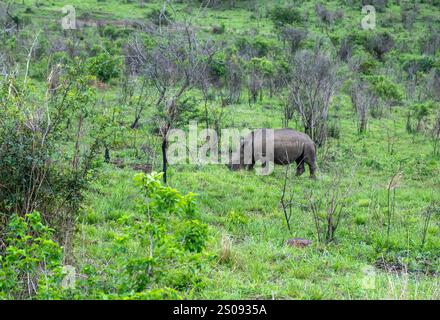 Pascolo del rinoceronte nel Parco Nazionale di Hluhluwe, Sud Africa. Rinoceronte bianco in ambiente naturale Foto Stock