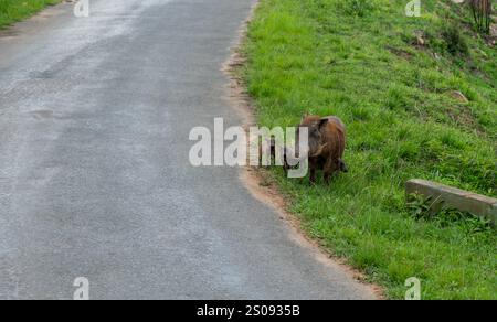 La madre Warthog e i suoi maialini sul lato della strada. Parco nazionale, Sudafrica. I maiali Phacochoerus in un ambiente naturale Foto Stock