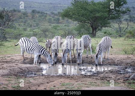 Gruppo di Plains Zebra, tra cui giovani che bevono in un piccolo pozzo d'acqua al crepuscolo nel Parco Nazionale di Hluhluwe Imfolozi, Sudafrica Foto Stock