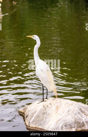 Un uccello bianco si trova su una roccia in un corpo d'acqua. L'uccello è un airone e guarda fuori sull'acqua. La scena e' tranquilla e serena, con la sua Foto Stock