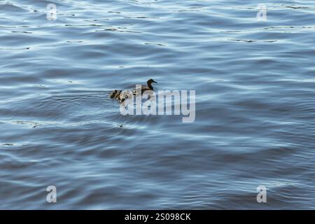 Anatra con anatre che galleggiano sull'acqua. Fotografia naturale, il piccolo Foto Stock