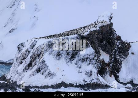 un ripido promontorio roccioso ricoperto di neve ha una superficie liscia e innevata che è ricoperta da centinaia di pinguini chinstrap a punta selvaggia Foto Stock