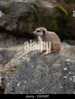 Carino, divertente, curioso meerkat western. Piccoli mammiferi sociali noti per la loro posizione eretta e la natura curiosa Foto Stock