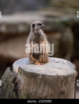 Carino, divertente, curioso meerkat western. Piccoli mammiferi sociali noti per la loro posizione eretta e la natura curiosa Foto Stock