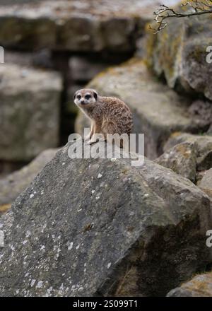 Carino, divertente, curioso meerkat western. Piccoli mammiferi sociali noti per la loro posizione eretta e la natura curiosa Foto Stock