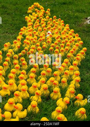Un'esposizione di anatre di plastica gialle con una strana bianca al centro, quella strana fuori. Foto Stock