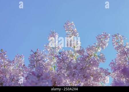 Fiore lilla viola primaverile sullo sfondo blu del cielo con spazio copia. Un ramo di lilla delicato contro un cielo limpido con spazio per il testo. Il co Foto Stock