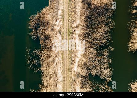 Una prospettiva aerea cattura uno stretto percorso sterrato delimitato da dense canne dorate, in contrasto con i corpi idrici adiacenti di colore verde scuro. Foto Stock