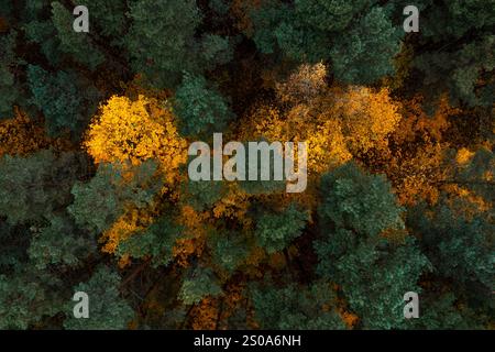 Una prospettiva aerea rivela un baldacchino della foresta con pini verdi profondi e alberi decidui gialli e arancioni vibranti, che illustrano il transito di colori autunnali Foto Stock
