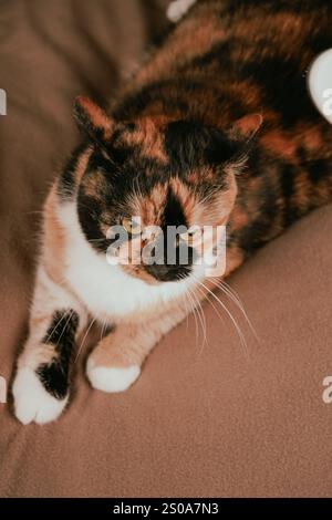 Un momento di tranquillità rivela che un gatto calico viene lavato con cura. I colori vivaci del suo cappotto risaltano sotto un'illuminazione soffusa. Lo sguardo incerto del gatto Foto Stock