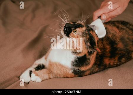 Un momento di tranquillità rivela che un gatto calico viene lavato con cura. I colori vivaci del suo cappotto risaltano sotto un'illuminazione soffusa. Lo sguardo incerto del gatto Foto Stock