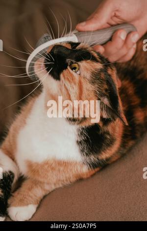 Un momento di tranquillità rivela che un gatto calico viene lavato con cura. I colori vivaci del suo cappotto risaltano sotto un'illuminazione soffusa. Lo sguardo incerto del gatto Foto Stock