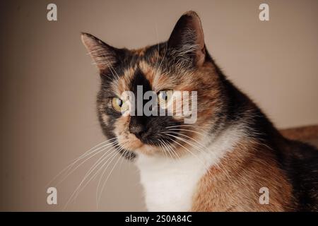 Questa foto dettagliata cattura il volto del gatto con i suoi strabilianti baffi e la pelliccia lucida. Il rivestimento multicolore risplende sotto la luce. Un momento perfetto Foto Stock