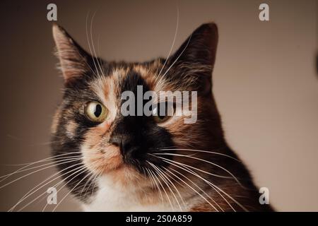 Questa foto dettagliata cattura il volto del gatto con i suoi strabilianti baffi e la pelliccia lucida. Il rivestimento multicolore risplende sotto la luce. Un momento perfetto Foto Stock